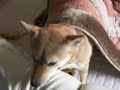 散歩に行こうと、ねねちんを呼んだら