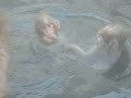 Group of Japanese snow monkeys enjoying their 