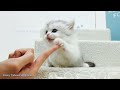 funny cats funny cat videos best funny videos funny videos compilation