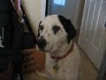 Dalmatian yawning on command!!! Dalmatian yawning on command!!!