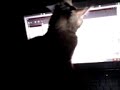 Chasing a mouse Chasing a mouse