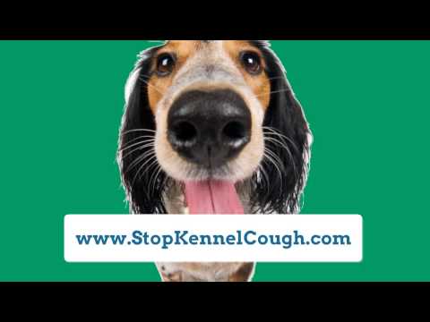 how to relieve kennel cough