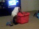 HECTOR WILD\ HECTOR WILD\