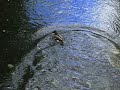 Its a duck!!