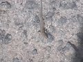 lizard