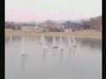 BARCHE A VELA Modellismo Sailing