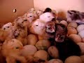 Mesti�os: Araucanos X SULave - ovos azuis - 3