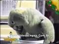 papagaio imitando bebê! Ver Video