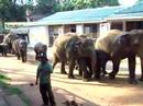Here Come The Elephants!!  Sri Lanka