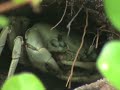 Huge Caye Caulker Land Crab