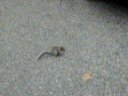 squirrel chasing my boyfriend part 2