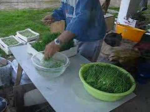 growing organic barley grass for ...