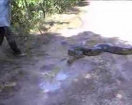 Los Llanos Venezuela: Anaconda of 6 ...