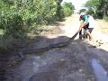 during a tour in los llanos venezuela we found an anaconda of 6 meter