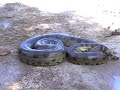 during a tour in los llanos venezuela we found an anaconda of 6 meter