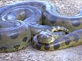 during a tour in los llanos venezuela we found an anaconda of 6 meter