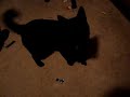 Kai Ken vs Cat
