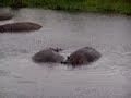 Hippos mating Hippos mating