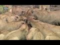 National Geographic Wild Lion Army Battle To Survive HD 1/5.mp4