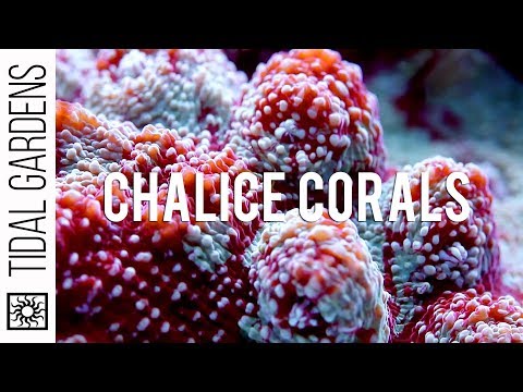 how to care for lps coral