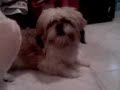 El perro Chuwaka Capitulo 1