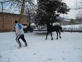 Friesian Horses 1e premie Eslke del Furlo figlia di Aan