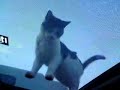 Spatic Cat 2