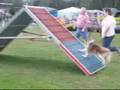 Degerloch Agility1 Medium Nata und A.J.