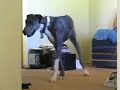 Mac vs Honey Bear, Round 1