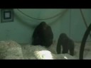 gorillas gorillas