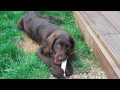 labradoodle Vince - 9 weeks to 13 weeks old