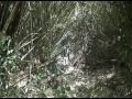 Mt. Tapulao Climb via Mayantoc, Tarlac '08