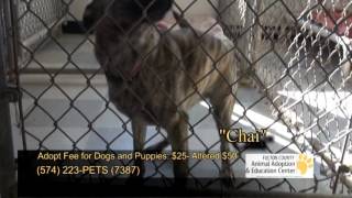 Fulton County Animal Shelter- Animals Everywhere