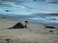 Les éléphants de mer de Californie Les éléphants de mer de Californie