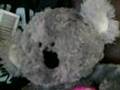 Teddy and Freddy meet Corbin Bleu