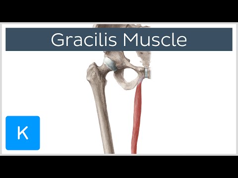 how to locate symphysis pubis