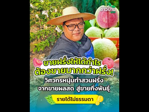 วิศวกรหนุ่มทำสวนฝรั่งจากขายผลสดสู่ขายกิ่งพันธุ์