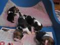 videos de Beagle puppies 4 weeks old