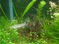 Aquario Plantado com Mato grossos Super Véus de minha criação particular 