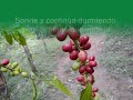 reencarnación