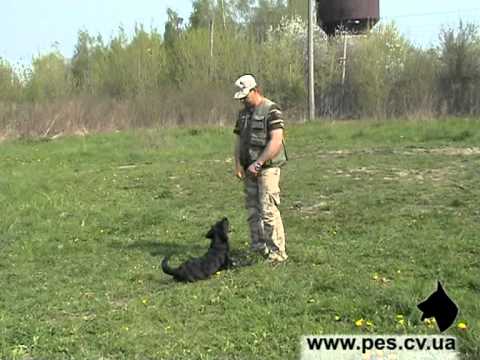 YouTube Трейлер