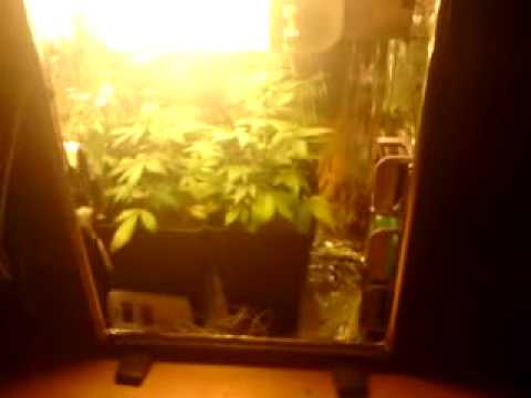 how to grow kweek grass