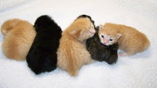 American Bobtail Kittens for sale