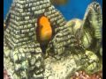Видео - Аквариум - Аквариумные рыбки - Цихлиды Малави