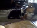 Who says cats and dogs don't get along? Sorry about the music in the background, I was watching House in the background....