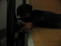 cat act cat act