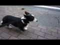 (HD) Cardigan Welsh Corgi 20090319