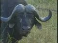 Cape Buffalo & Rhino\