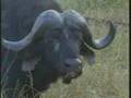 Cape Buffalo & Rhino's