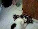 Molly Hearts My Boxer Shorts